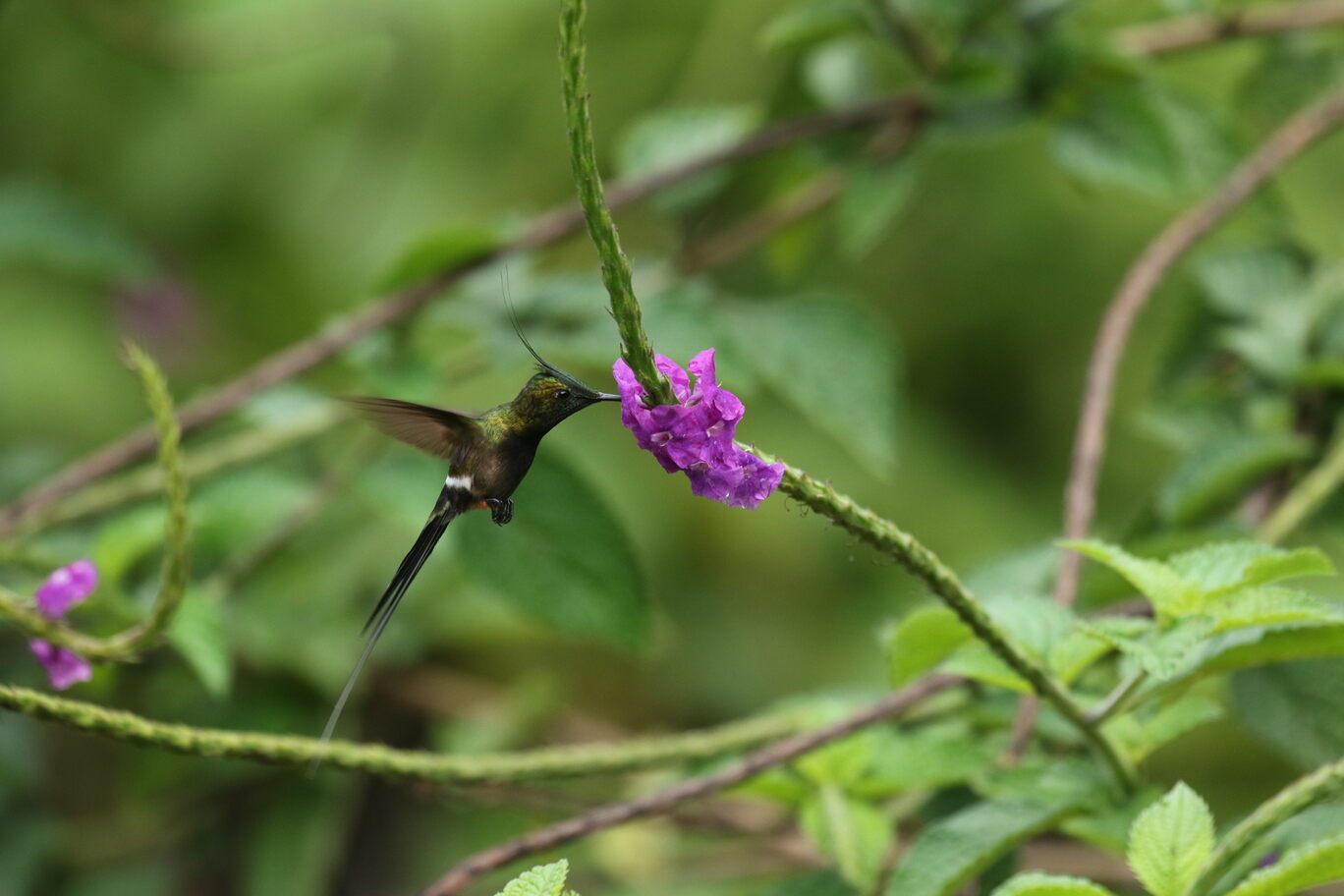 WIRE-CRESTED THORNTAIL